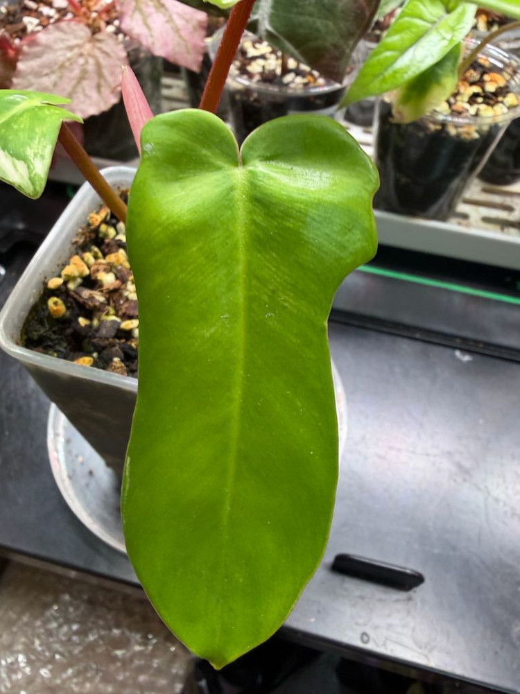 플로리다뷰티바리에가타 이미지