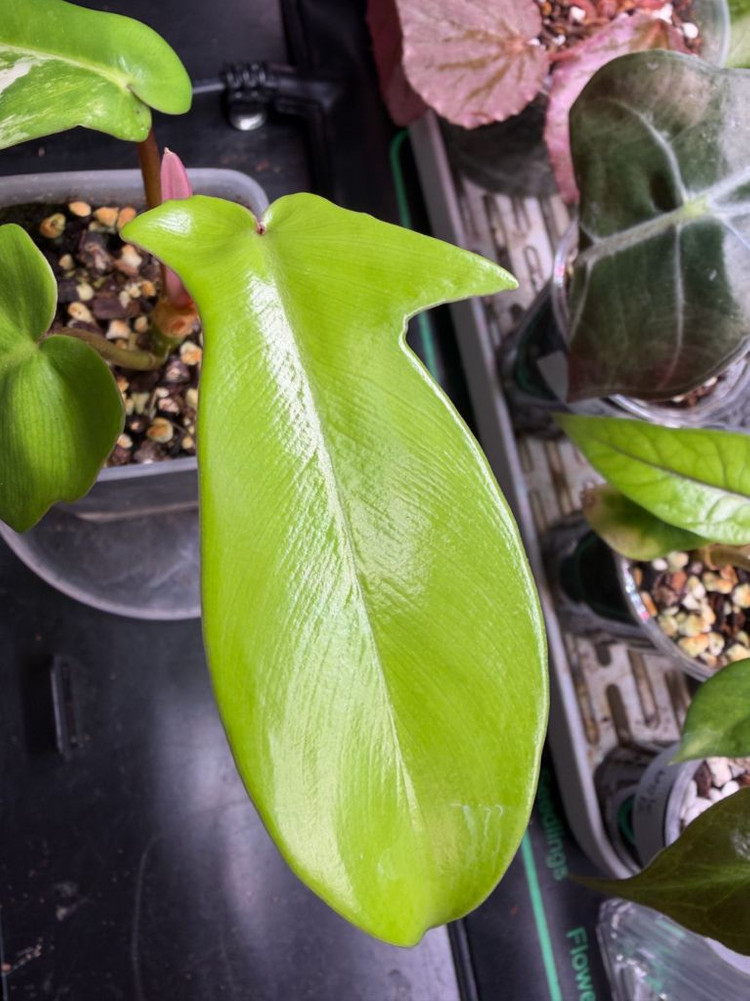 플로리다뷰티바리에가타 이미지