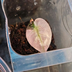 알로카시아 하트벌룬 트리컬러