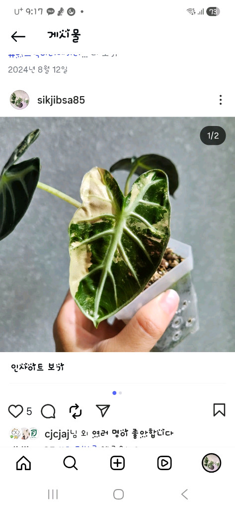 알로카시아 하트벌룬 트리컬러--1