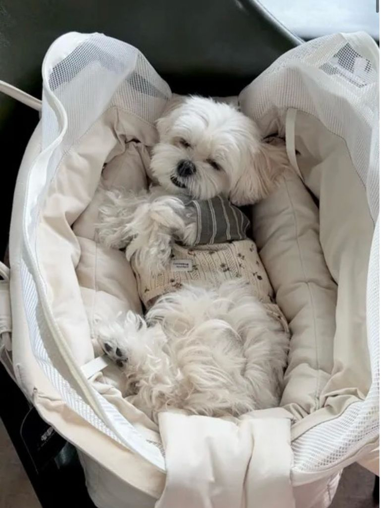 밀리옹 베이글백 반려동물이동가방(M사이즈 기내가능_거의새것)--5