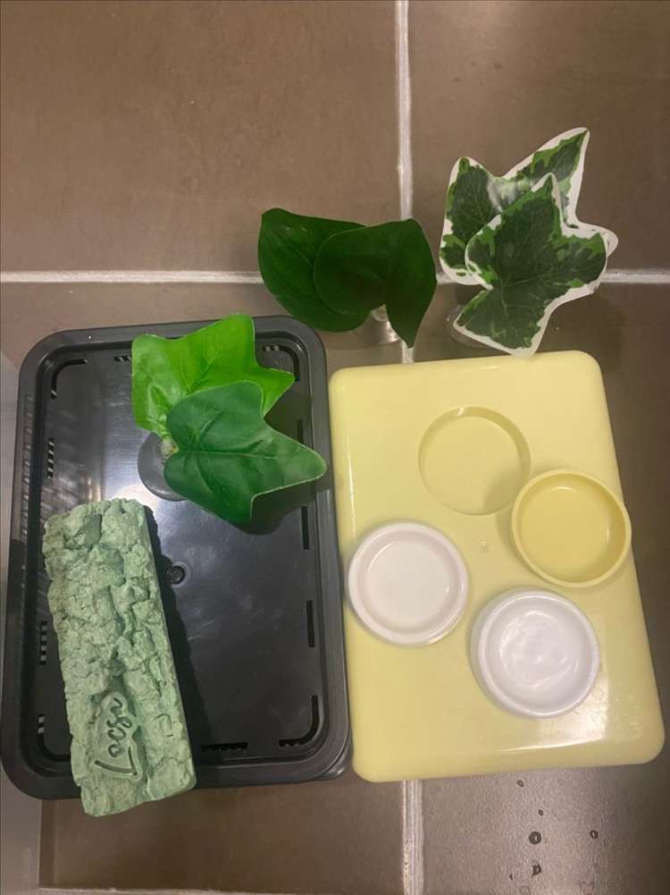 크래스티드게코 사육장 , 집(락사제품)--1