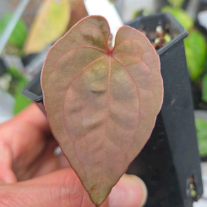 안스리움 드레스러리x 에오스