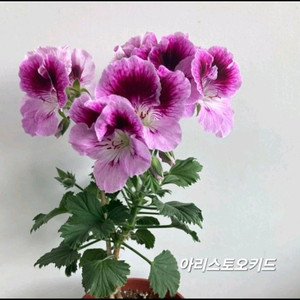 아리스토오키드