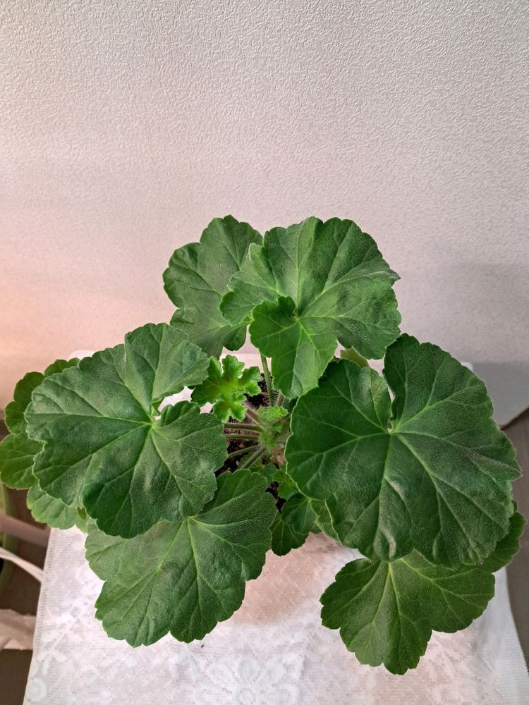 셀레나에르샤--1