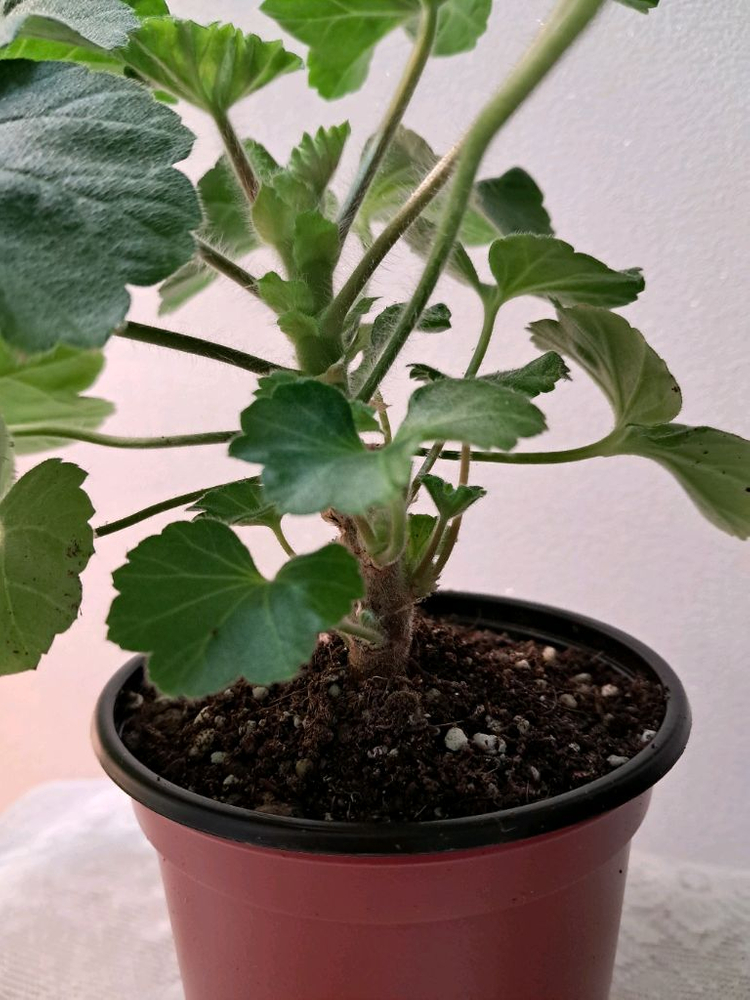 셀레나에르샤--2