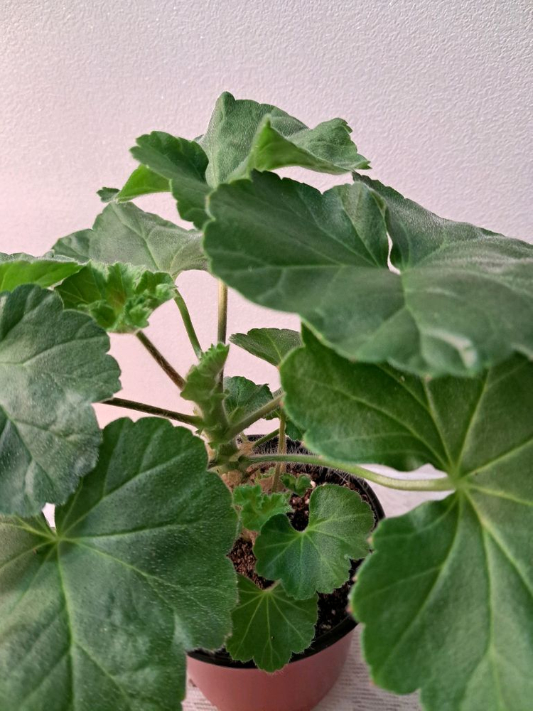 셀레나에르샤--3