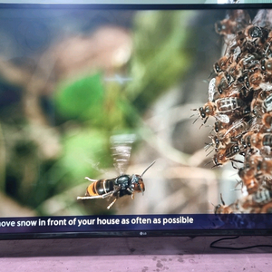 LG 55인치(55UJ6680 ) 스마트 UHD LED TV