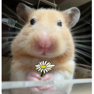 맥북프로 16인치 M2 Max 구합니다 이미지