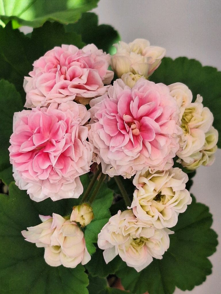 제라늄 남작부인--1