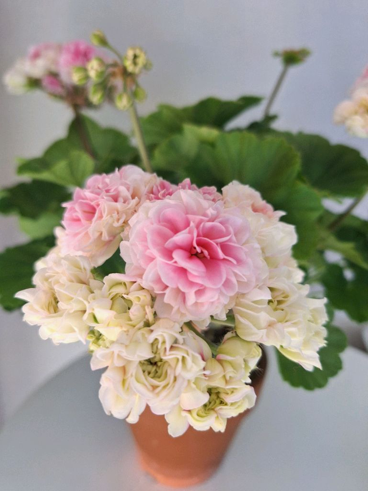 제라늄 남작부인--2