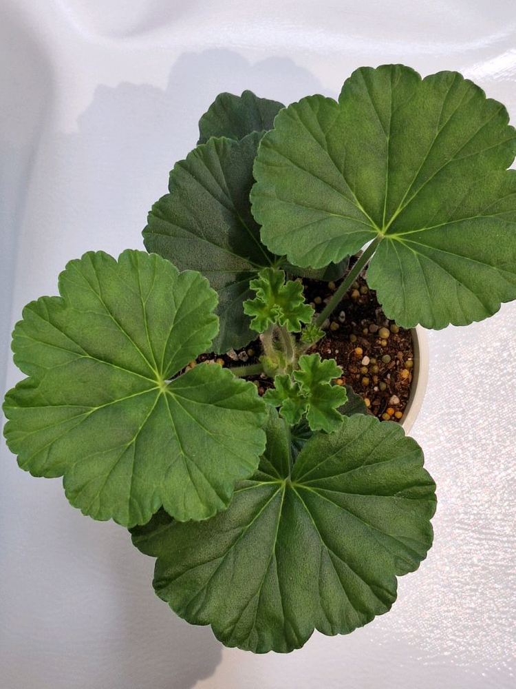 제라늄 남작부인--4