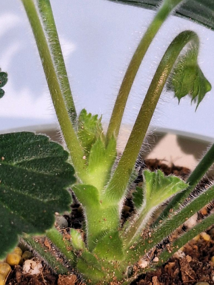 제라늄 남작부인--5