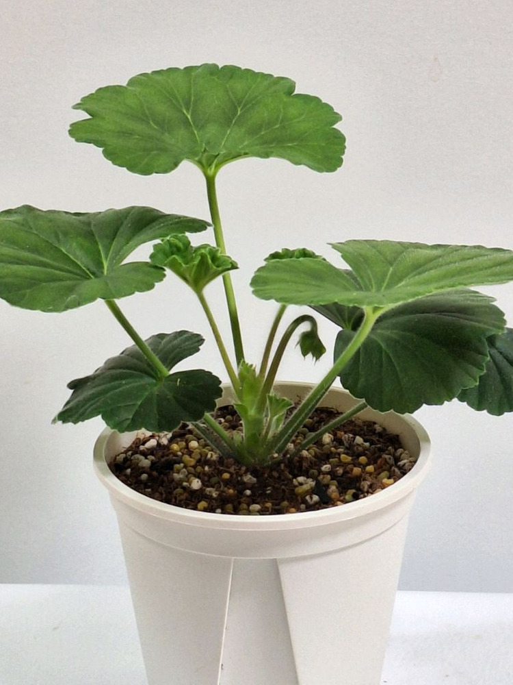 제라늄 남작부인--3