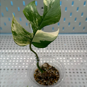 옐로우 히메 몬스테라