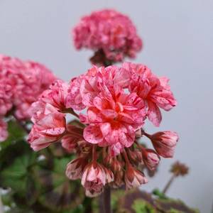 제라늄 2종세트