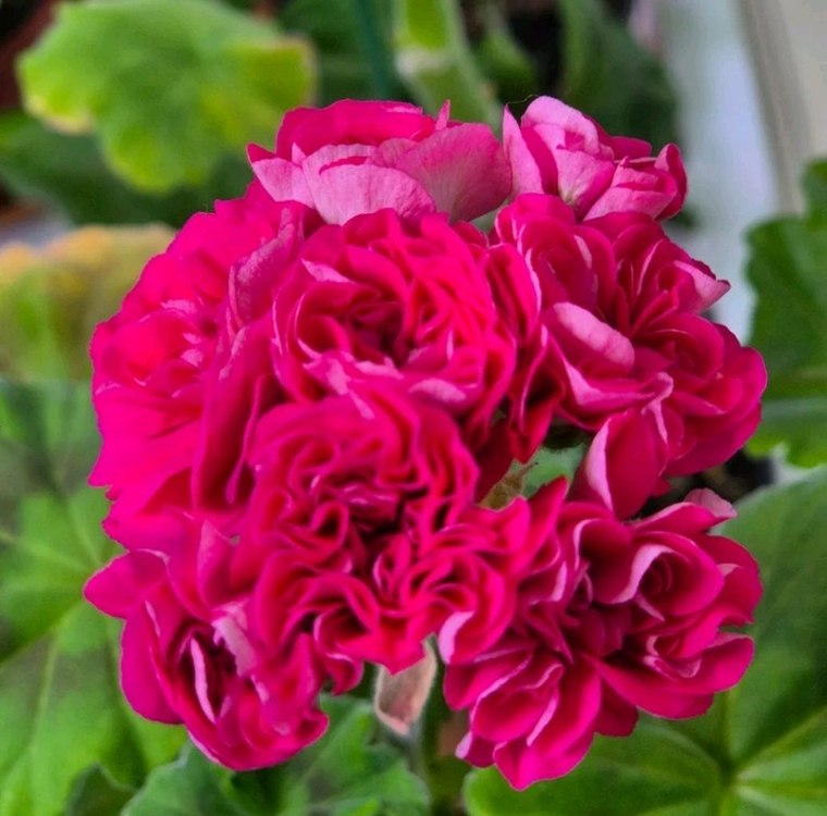 제라늄 2종세트--1