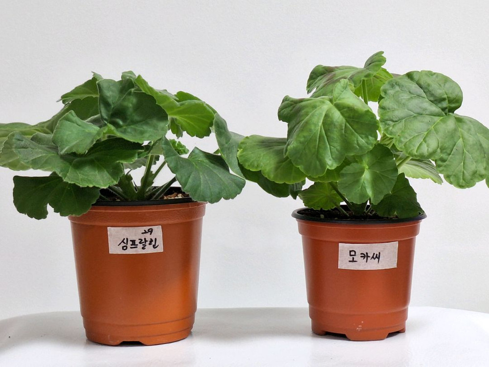 제라늄 2종세트--2