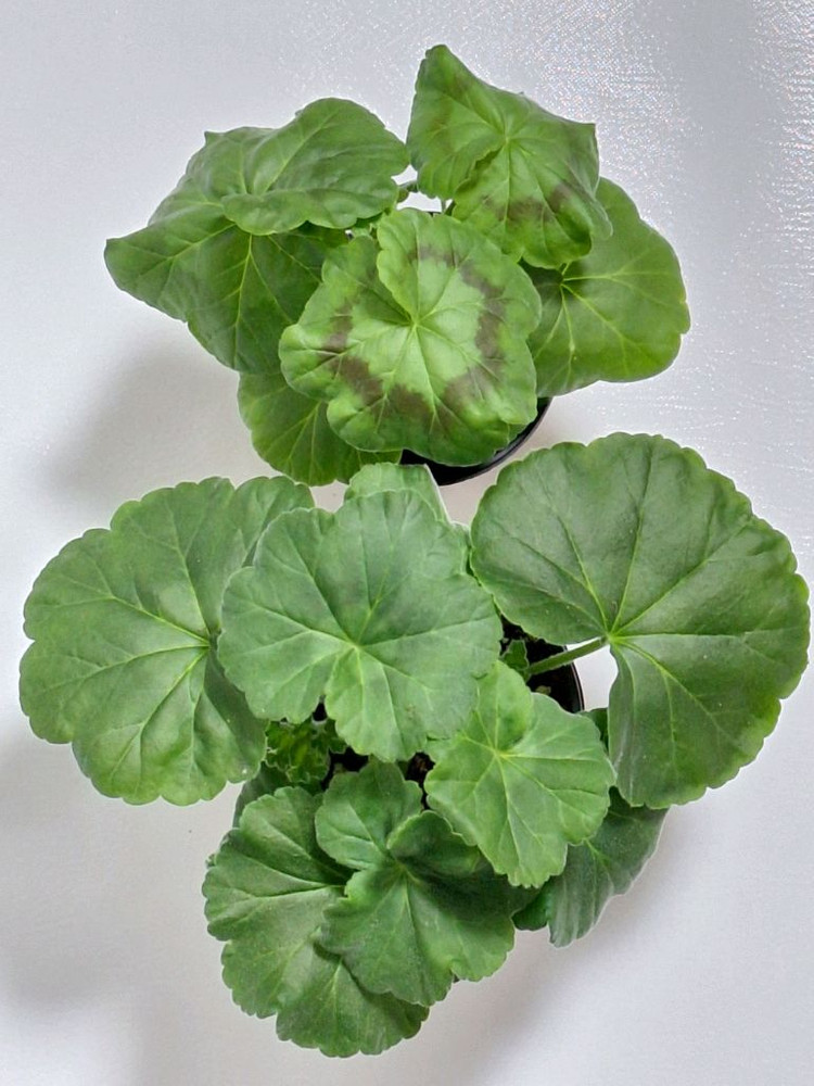 제라늄 2종세트--3