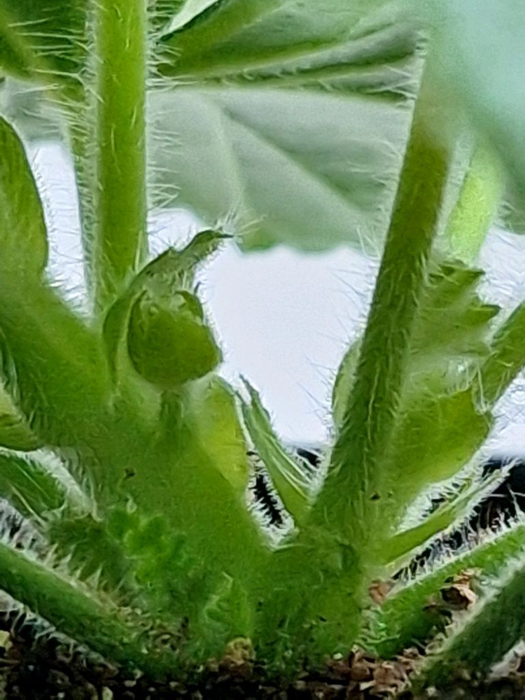 제라늄 2종세트--4