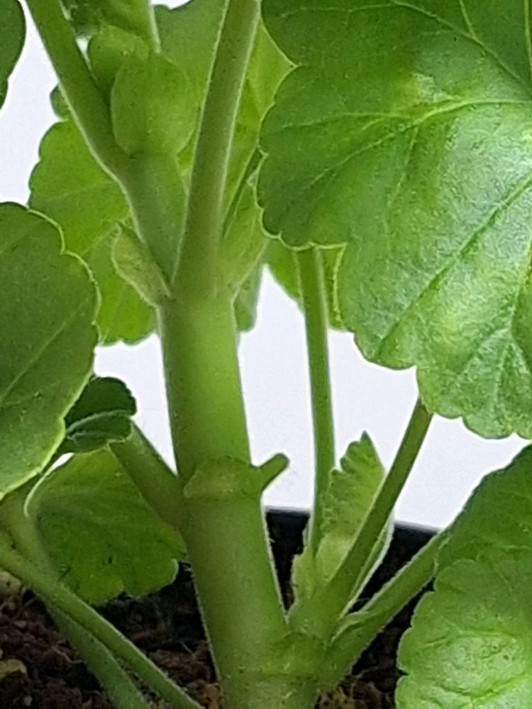 제라늄 2종세트--5