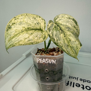 스킨답서스 피썬