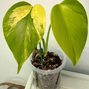 옐로우 몬스테라