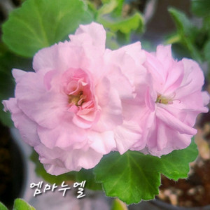 제라늄.엠마누엘