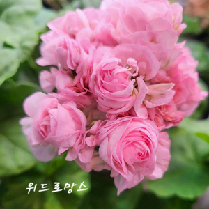 제라늄.위드로망스