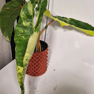 필로덴드론 빌리에티에 바리에가타 무천이 대옆탑