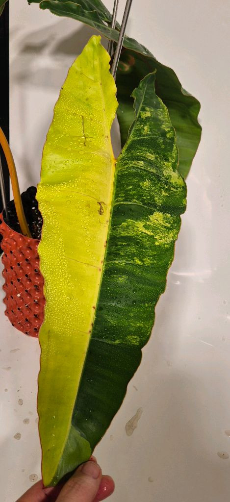 필로덴드론 빌리에티에 바리에가타 무천이 대옆탑--1