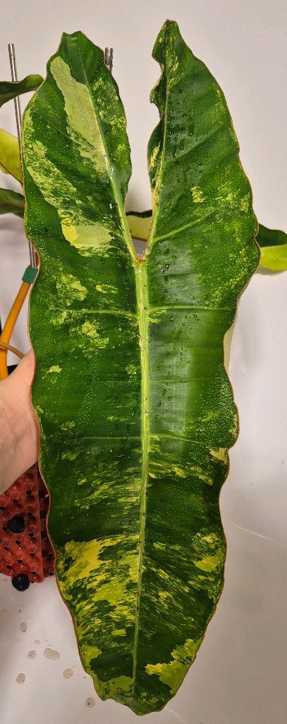 필로덴드론 빌리에티에 바리에가타 무천이 대옆탑--2