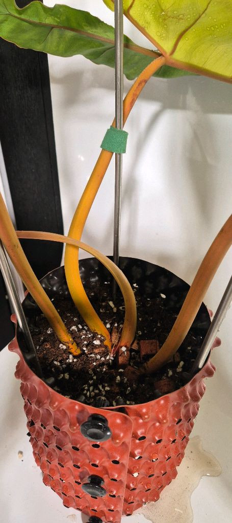 필로덴드론 빌리에티에 바리에가타 무천이 대옆탑--3