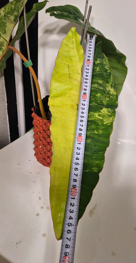 필로덴드론 빌리에티에 바리에가타 무천이 대옆탑--4