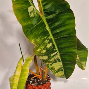 필로덴드론 빌리에티에 바리에가타 무천이 대옆탑