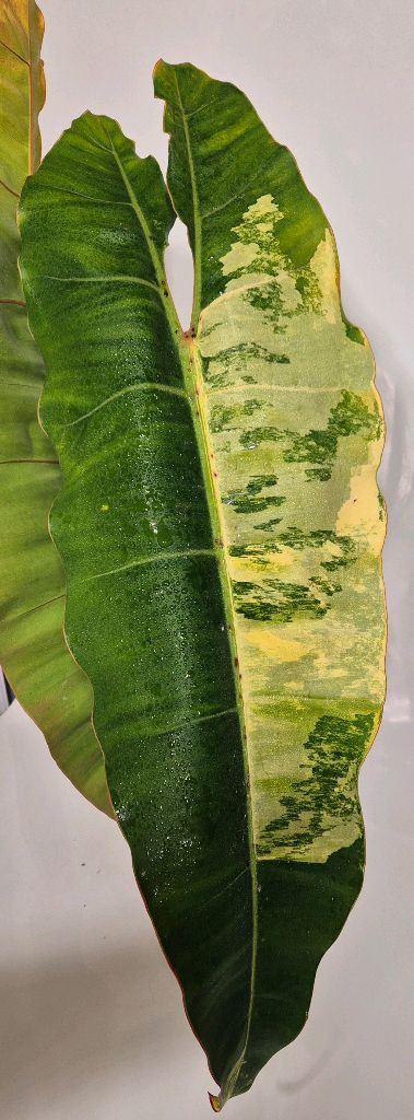 필로덴드론 빌리에티에 바리에가타 무천이 대옆탑--1