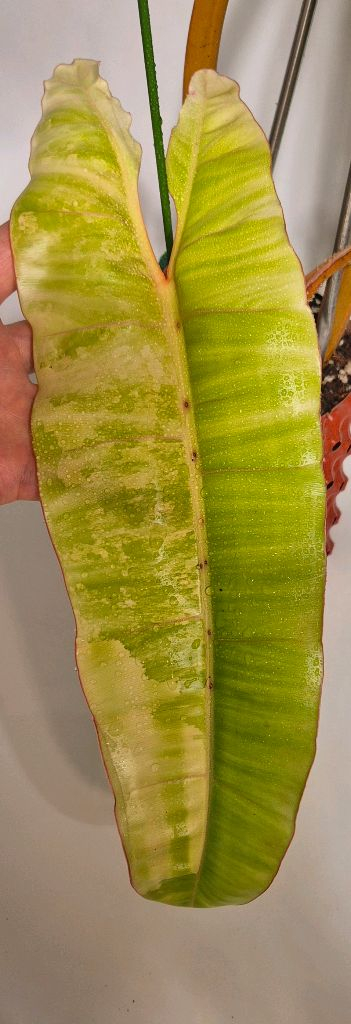 필로덴드론 빌리에티에 바리에가타 무천이 대옆탑--2