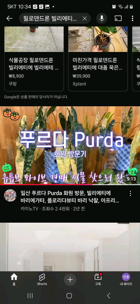 필로덴드론 빌리에티에 바리에가타 무천이 대옆탑--6