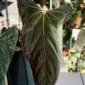 안스리움 파필리라미넘 포트셔먼 clone 이미지