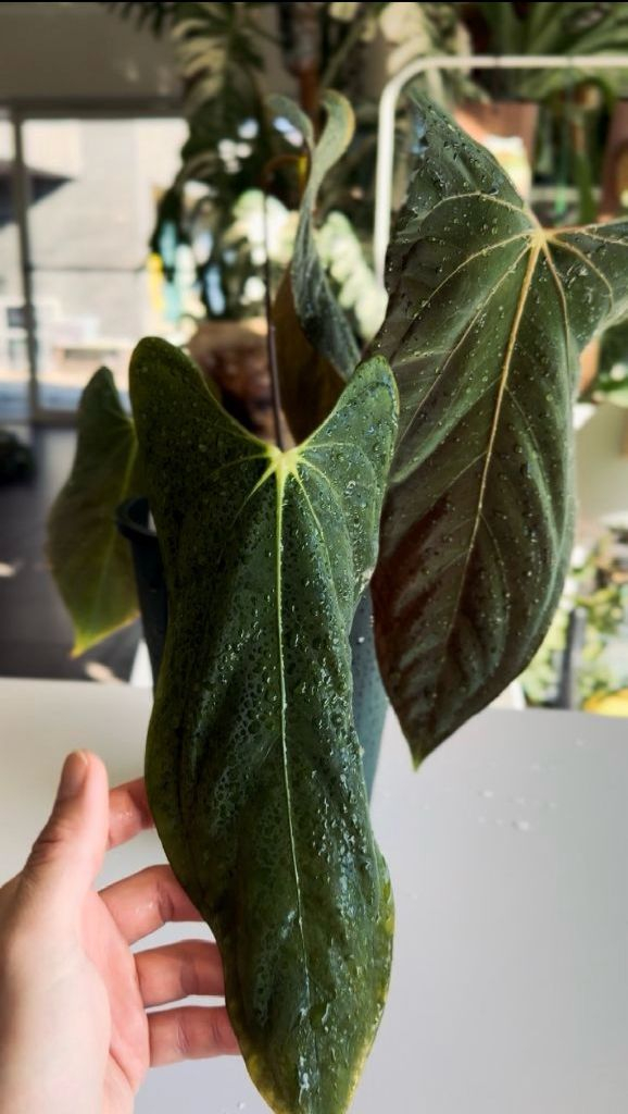 안스리움 파필리라미넘 포트셔먼 clone 이미지