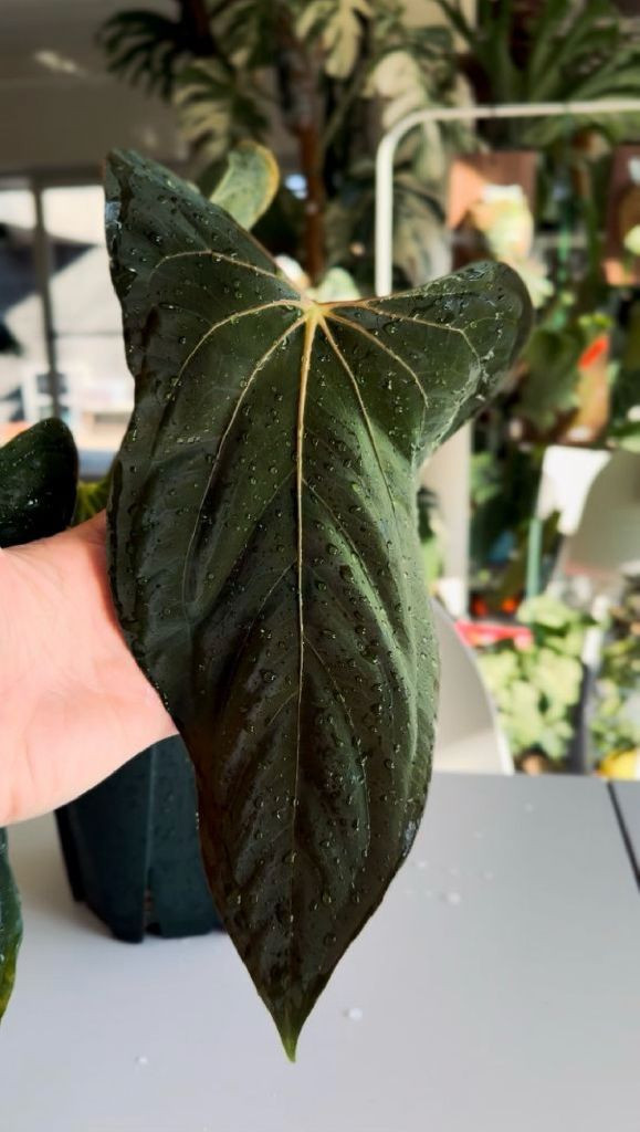 안스리움 파필리라미넘 포트셔먼 clone 이미지