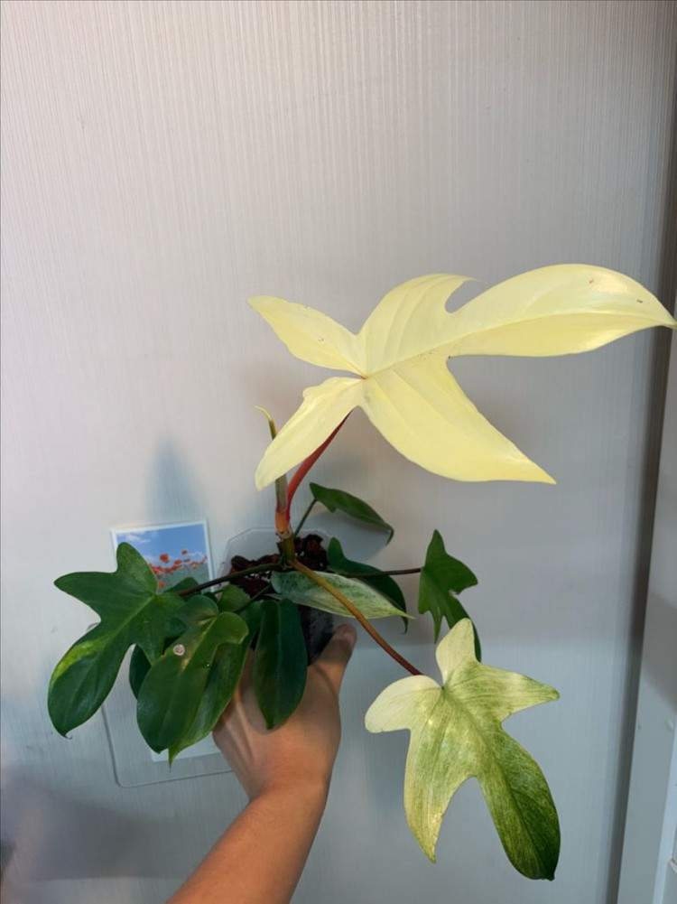 플로리다 뷰티 고스트 이미지