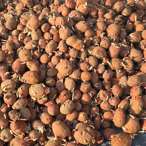 홍카스테라씨감자심고남은것팝니다