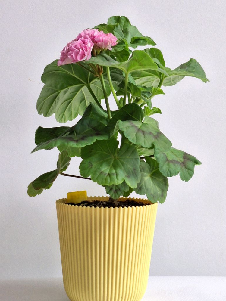 제라늄 보랏빛바람--1