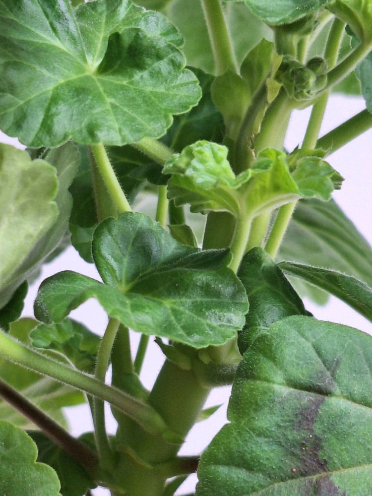 제라늄 보랏빛바람--2