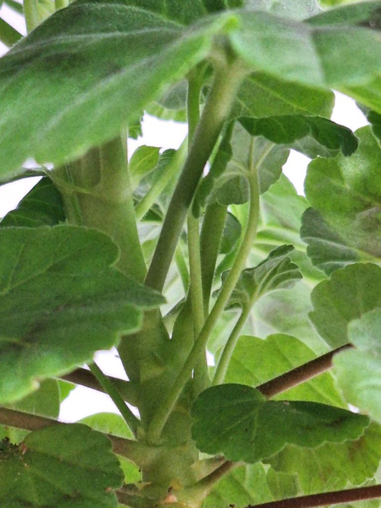 제라늄 보랏빛바람--3