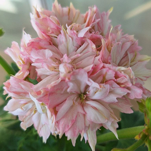 제라늄 써니피치라임