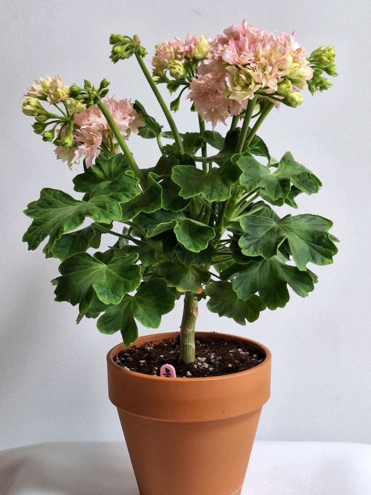 제라늄 써니피치라임--1