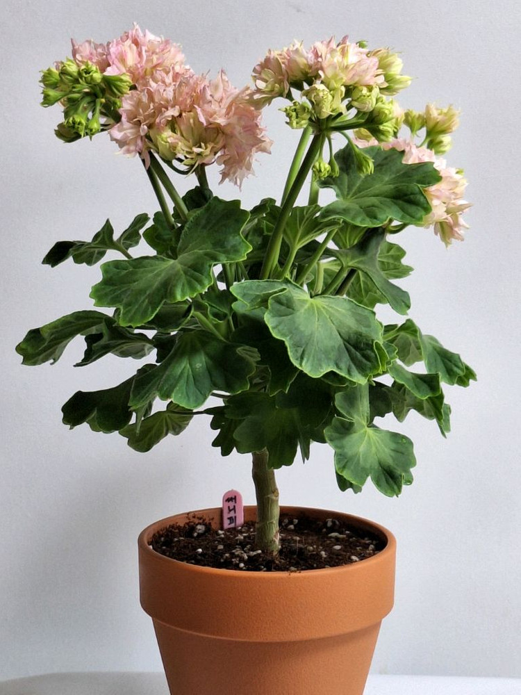 제라늄 써니피치라임--2