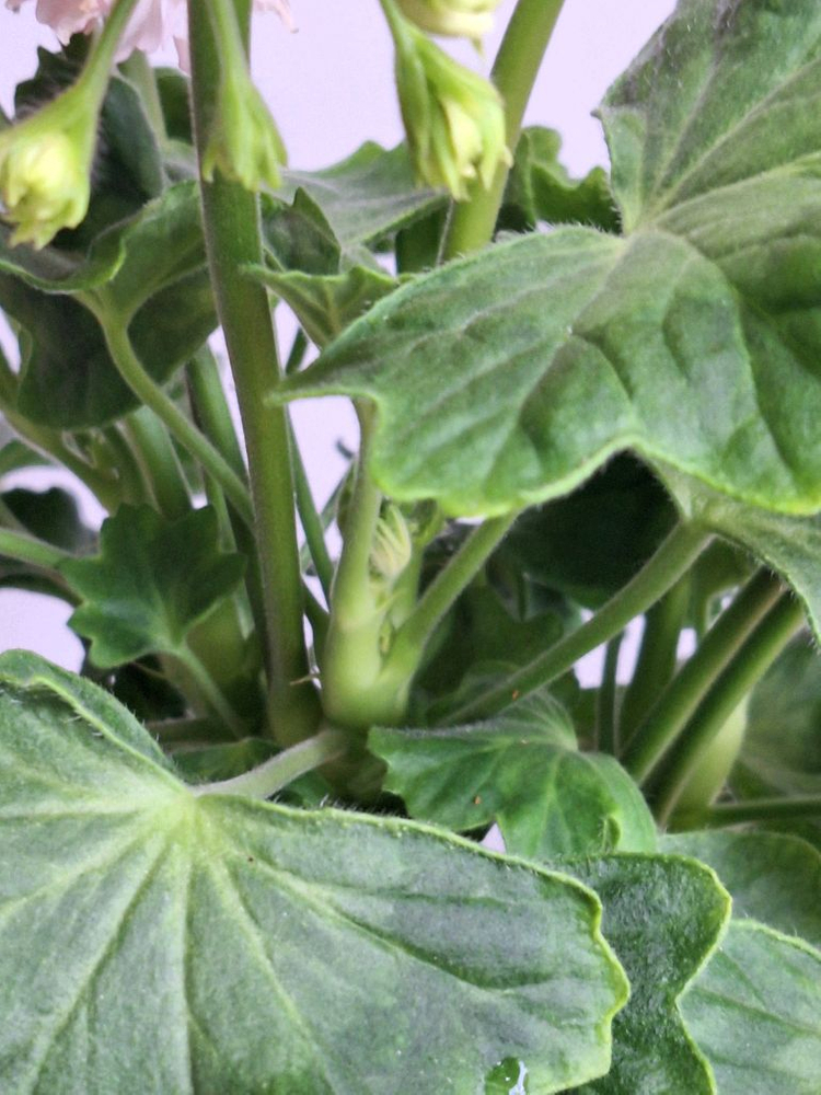 제라늄 써니피치라임--3